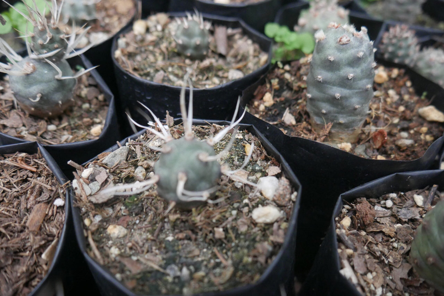 Paper Spine Cactus Opuntia Articulata : Buy at Frek - My Store