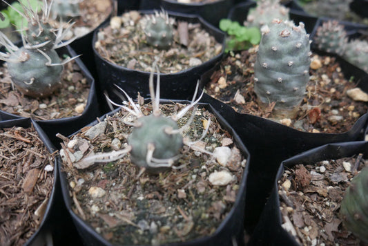 Paper Spine Cactus Opuntia Articulata : Buy at Frek - My Store