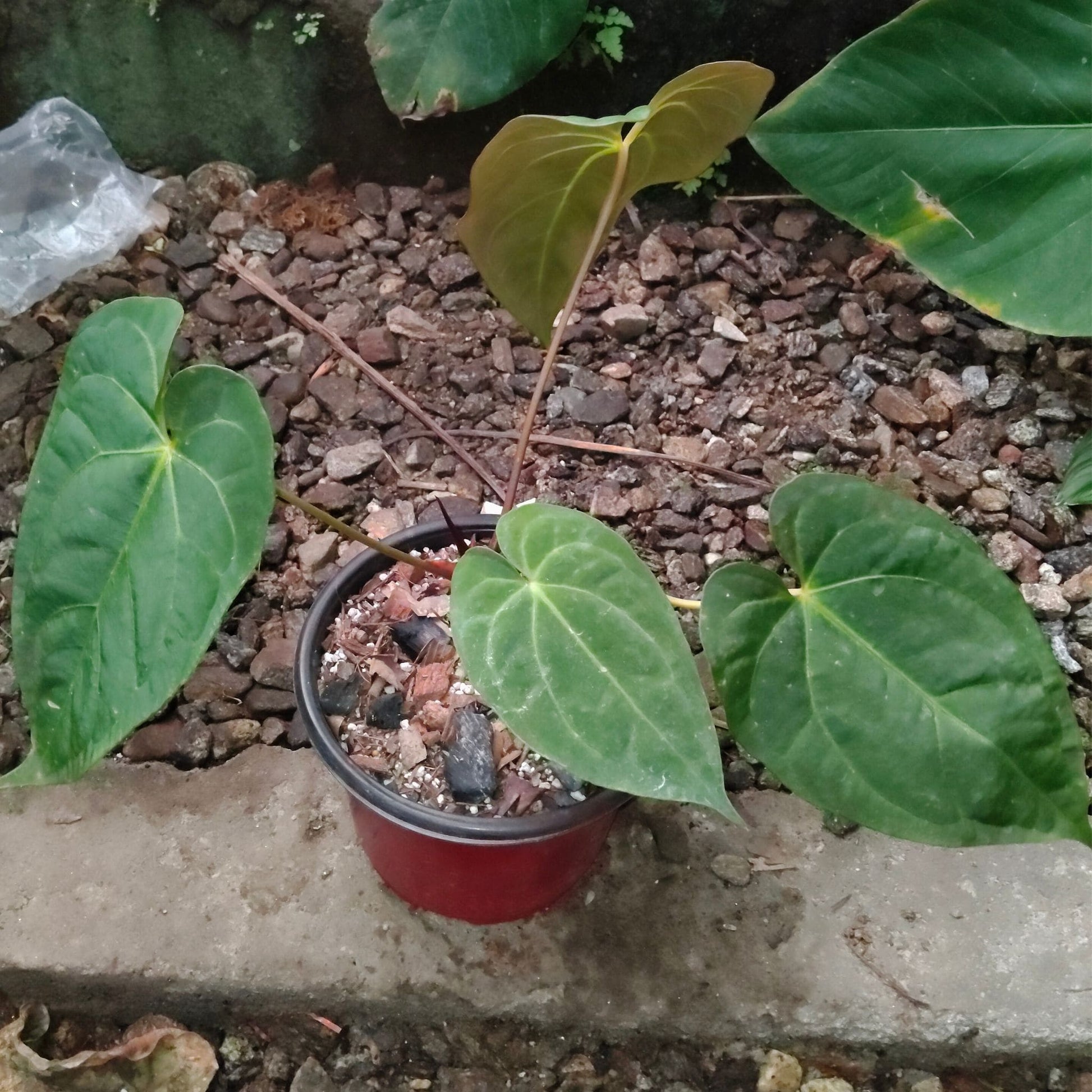 Anthurium Papillilaminum – Rare Velvet Foliage Plant (15–30 cm Height, 3–5 Leaves)