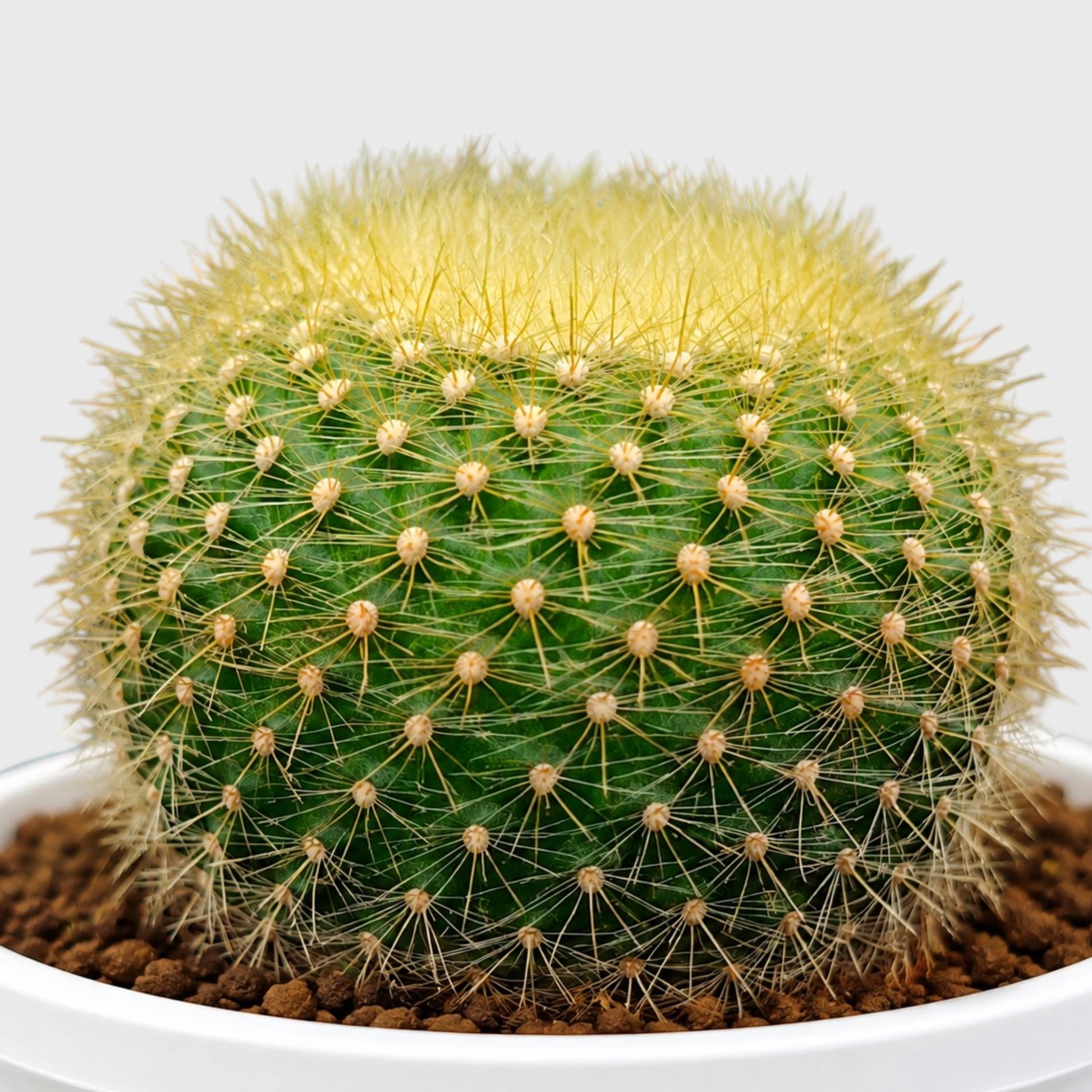Golden Donut Cactus Hybrid (Parodia graessneri) | Rare Flowering Live Cactus