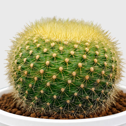 Golden Donut Cactus Hybrid (Parodia graessneri) | Rare Flowering Live Cactus