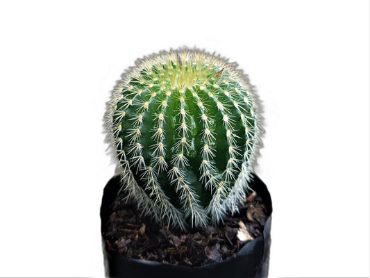 Parodia Leninghausi :Elevate Your Plant Collection with this Splendid Cactus - My Store