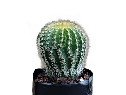 Parodia Leninghausi :Elevate Your Plant Collection with this Splendid Cactus - My Store