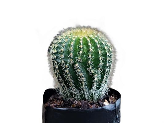 Parodia Leninghausi :Elevate Your Plant Collection with this Splendid Cactus - My Store