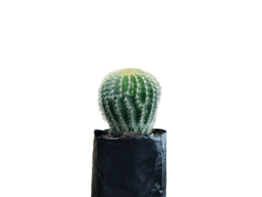Parodia Leninghausi :Elevate Your Plant Collection with this Splendid Cactus - My Store