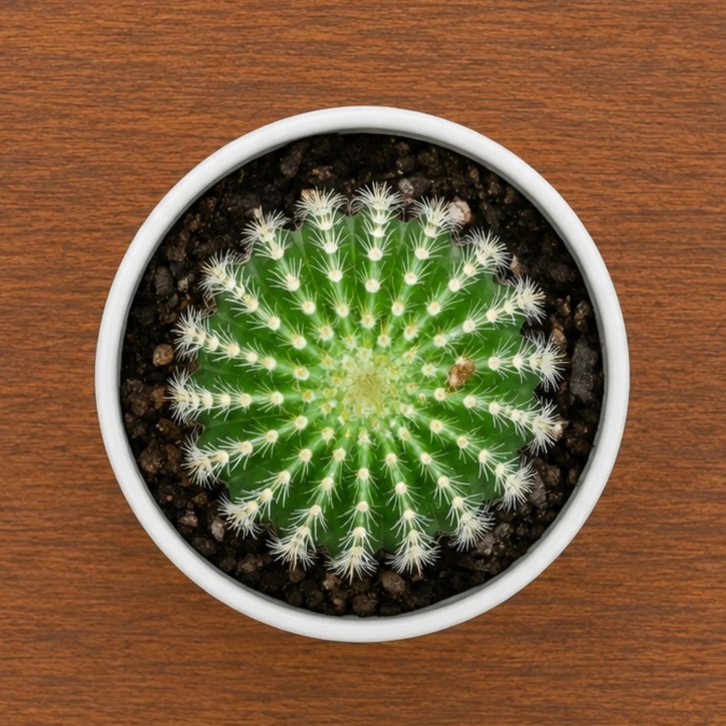 Parodia Leninghausii | Mature Flowering Golden Cactus