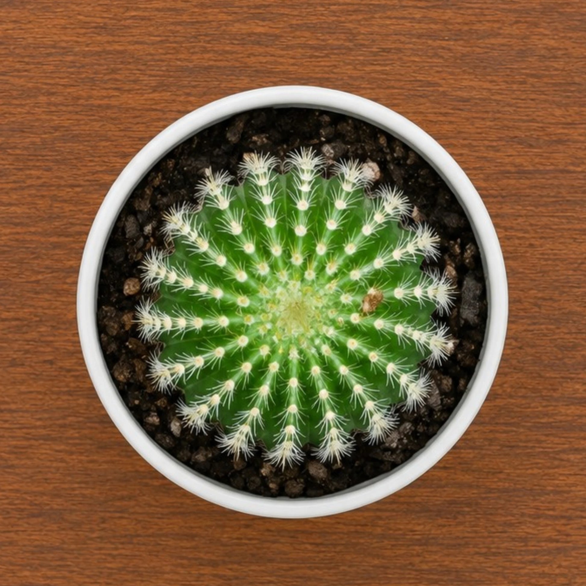 Parodia Leninghausii | Mature Flowering Golden Cactus
