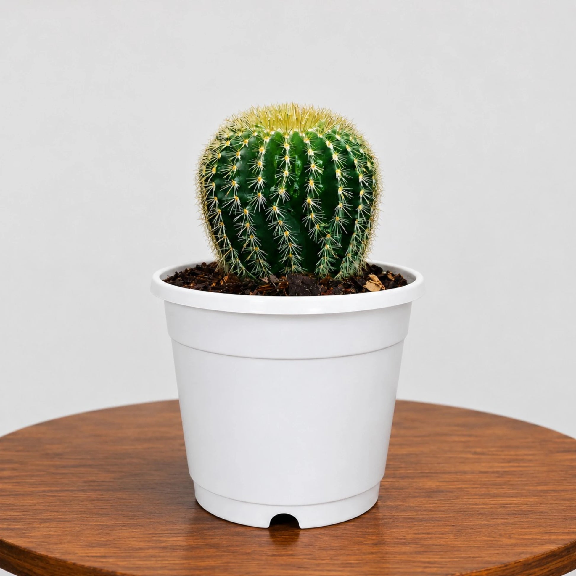 Parodia Leninghausii | Mature Flowering Golden Cactus
