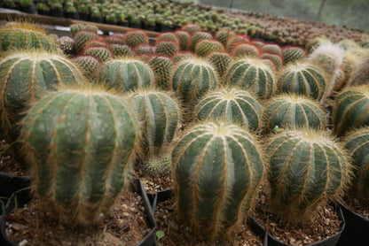 Parodia Magnifica Ball Cactus Mother Plant Delight - Frek - My Store