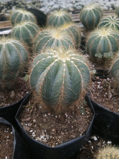 Parodia Magnifica Ball Cactus Mother Plant Delight - Frek - My Store