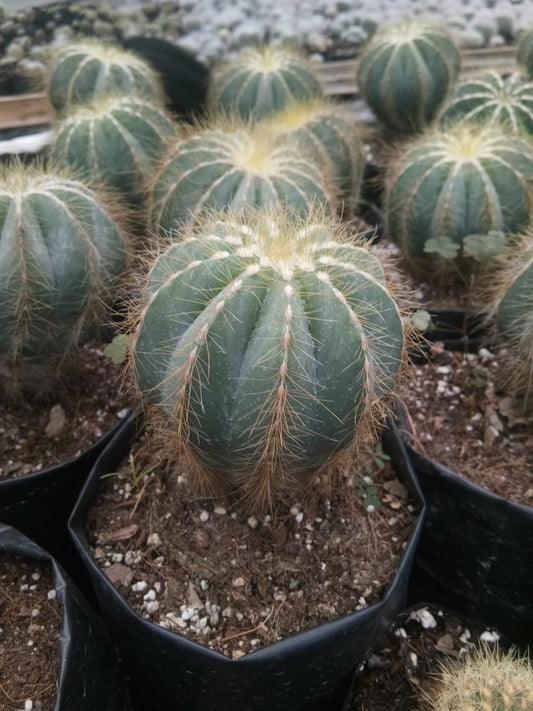 Parodia Magnifica Ball Cactus Mother Plant Delight - Frek - My Store