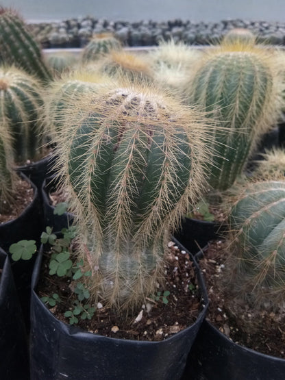 Parodia Magnifica Ball Cactus Mother Plant Delight - Frek - My Store