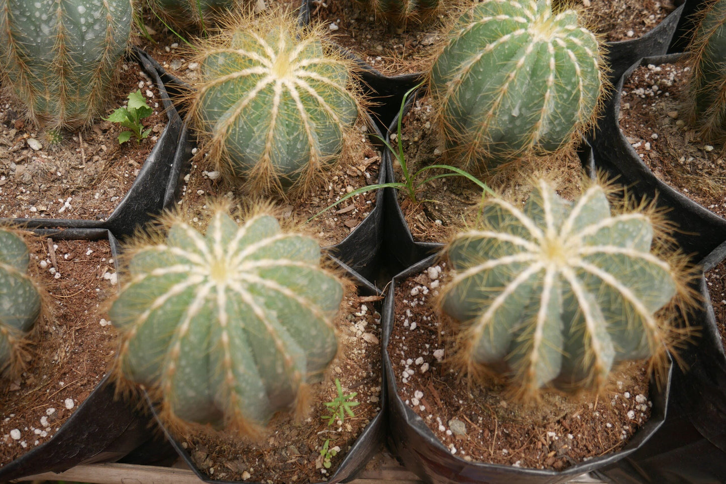 Parodia Magnifica Ball Cactus Mother Plant Delight - Frek - My Store