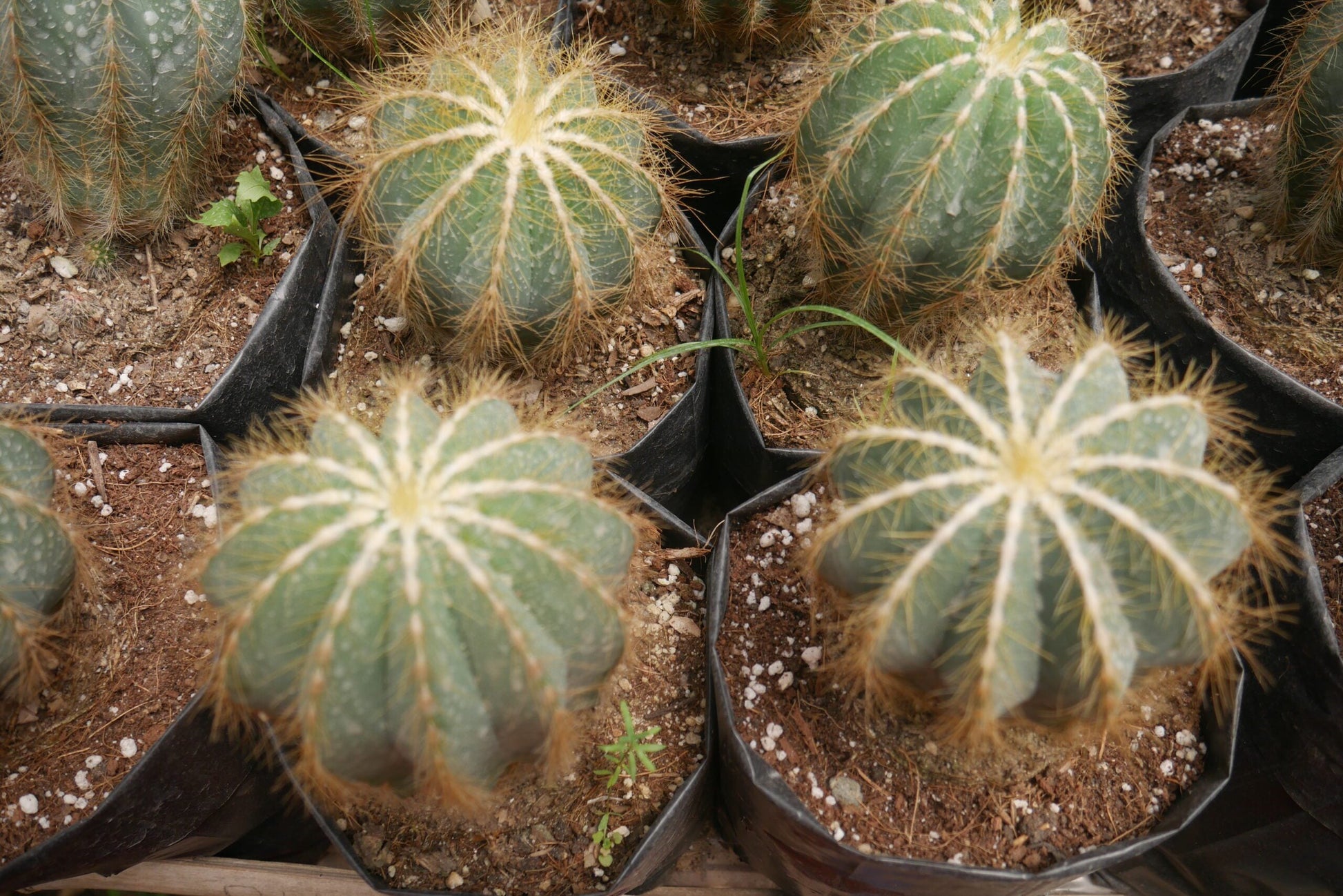 Parodia Magnifica Ball Cactus Mother Plant Delight - Frek - My Store