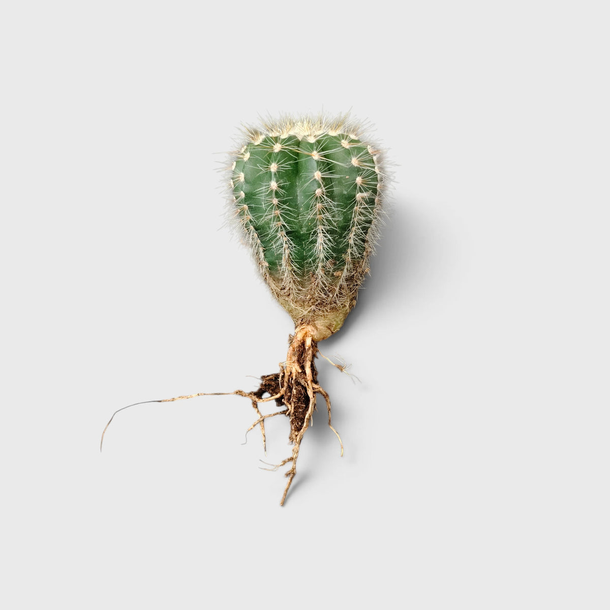 Parodia Magnifica Cactus – Mature Well-Rooted Live Plant