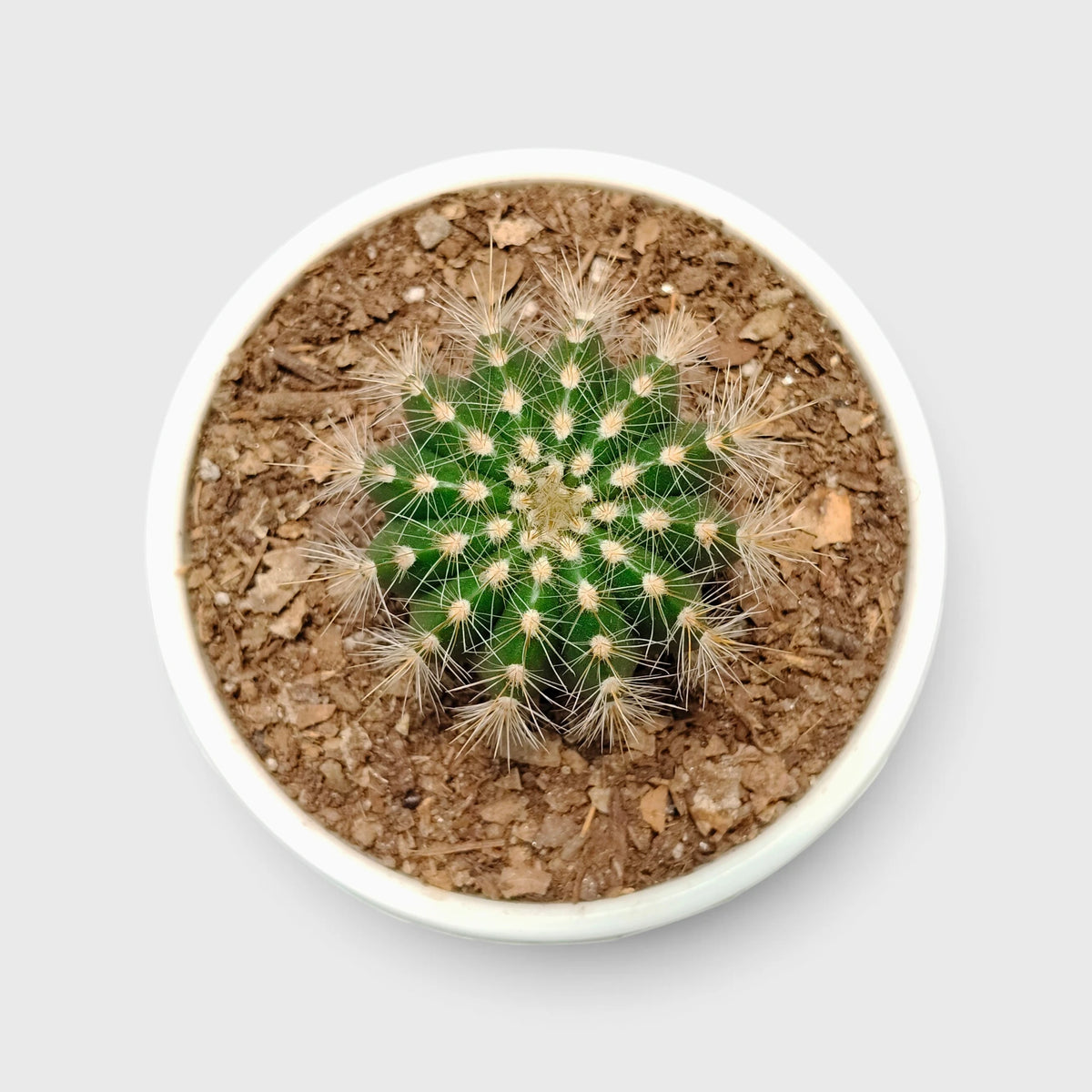 Parodia Magnifica Cactus – Mature Well-Rooted Live Plant