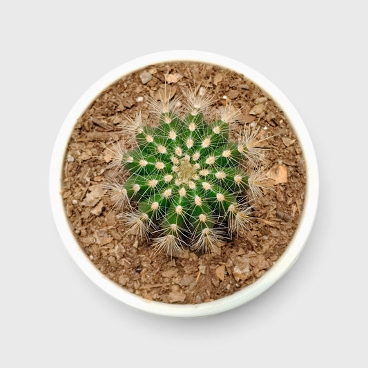Parodia Magnifica Cactus – Mature Well-Rooted Live Plant