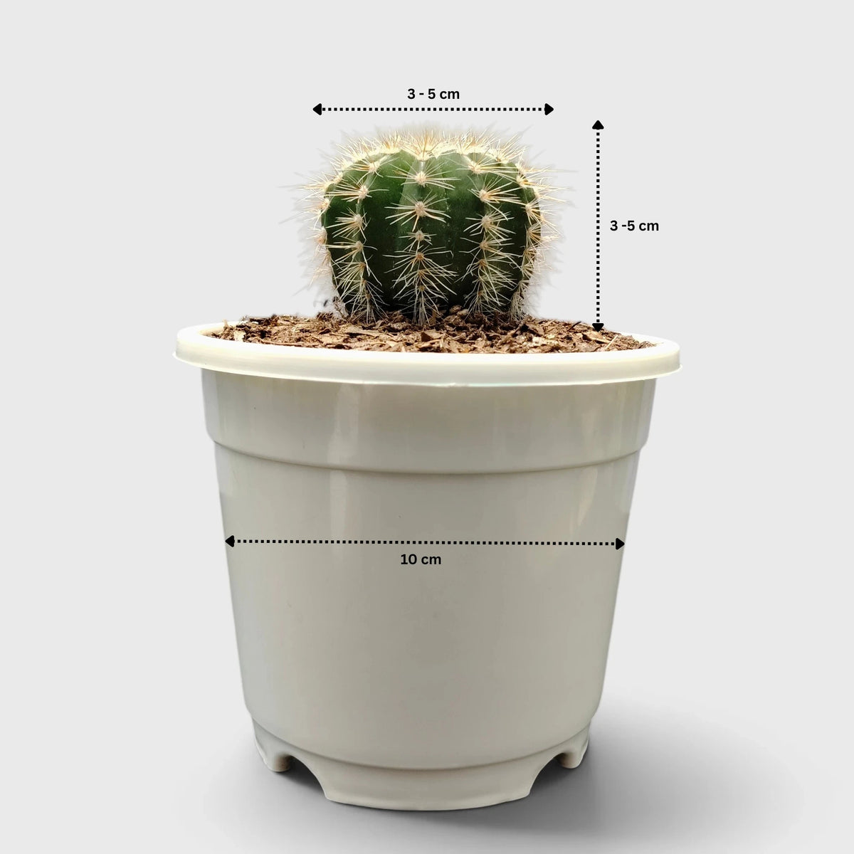 Parodia Magnifica Cactus – Mature Well-Rooted Live Plant