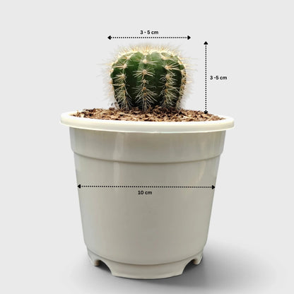 Parodia Magnifica Cactus – Mature Well-Rooted Live Plant