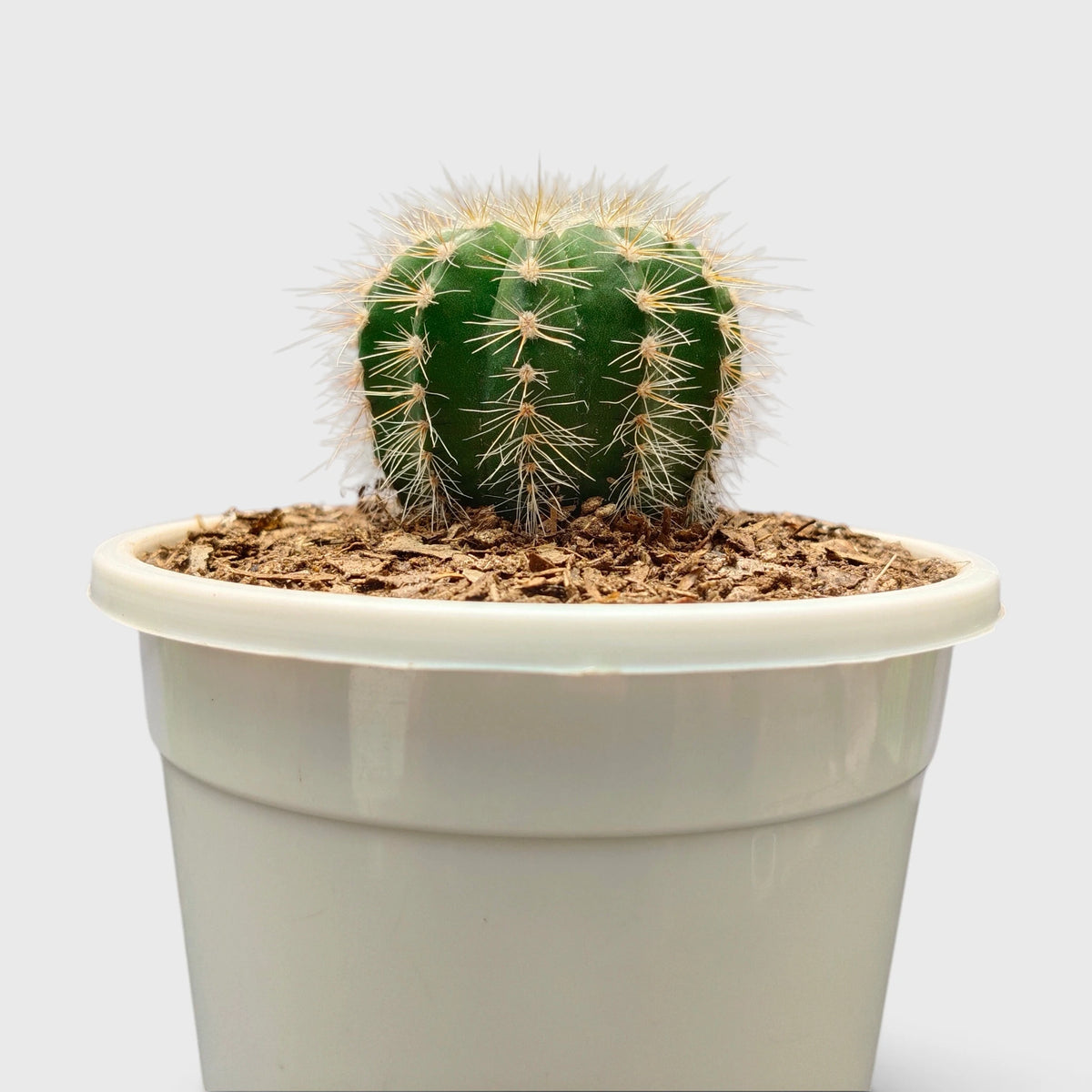 Parodia Magnifica Cactus – Mature Well-Rooted Live Plant
