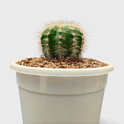 Parodia Magnifica Cactus – Mature Well-Rooted Live Plant
