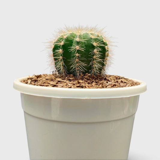 Parodia Magnifica Cactus – Mature Well-Rooted Live Plant