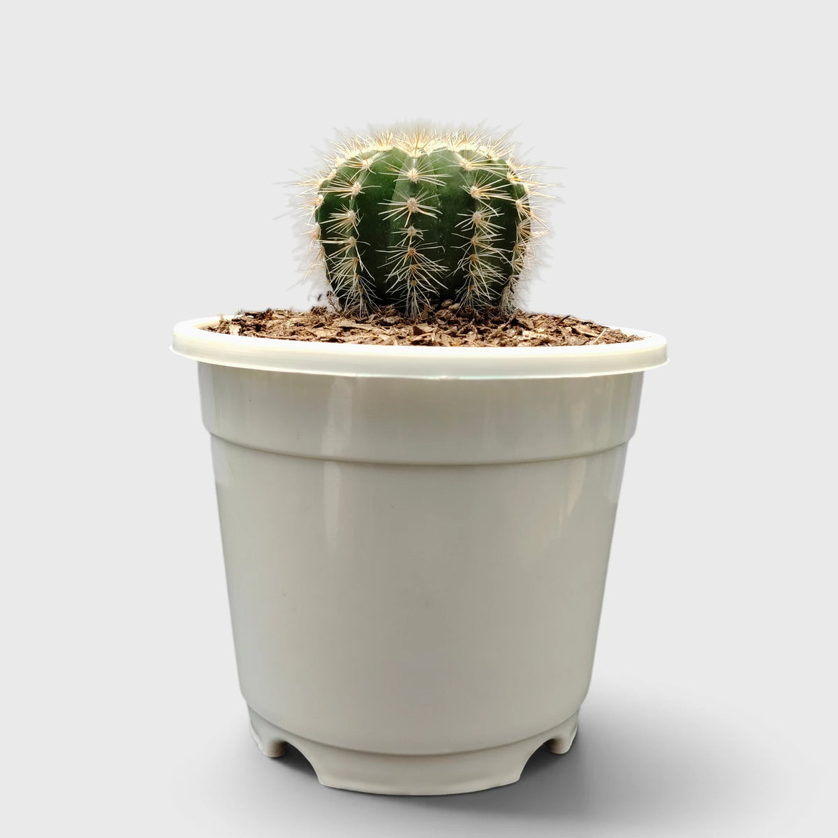 Parodia Magnifica Cactus – Mature Well-Rooted Live Plant
