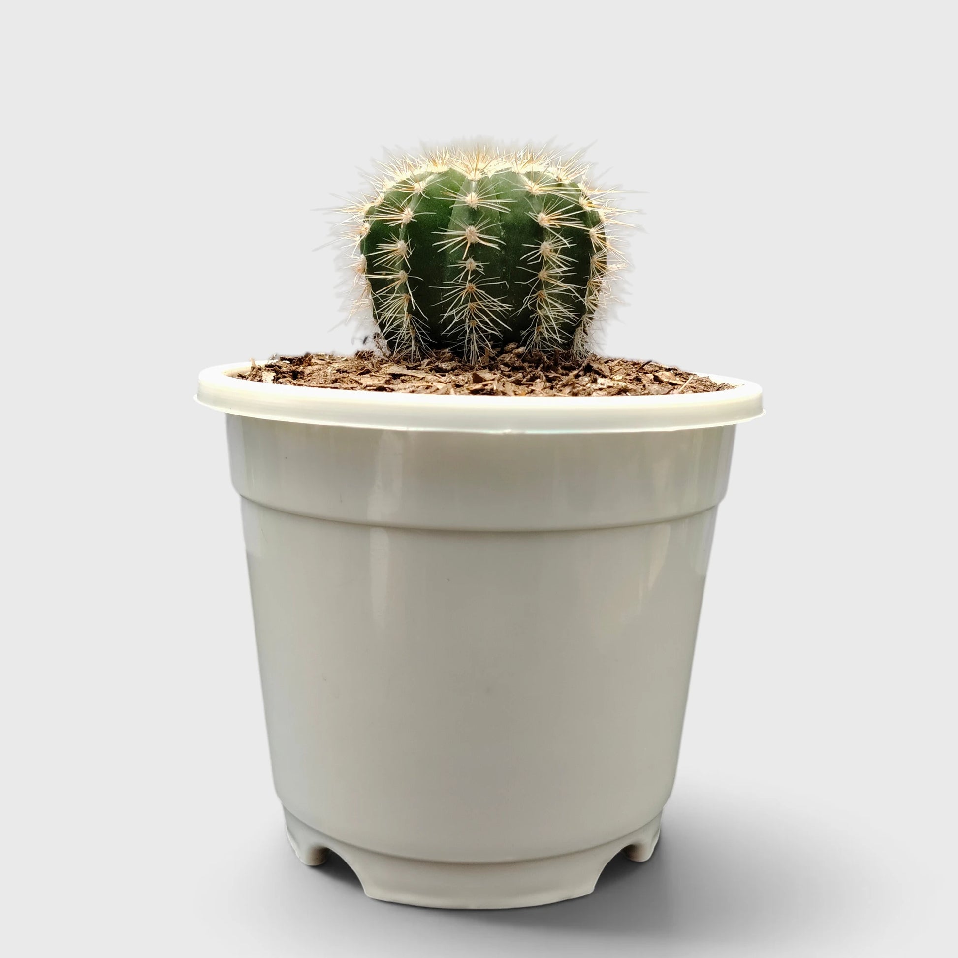 Parodia Magnifica Cactus – Mature Well-Rooted Live Plant