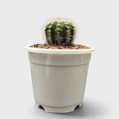 Parodia Magnifica Cactus – Mature Well-Rooted Live Plant