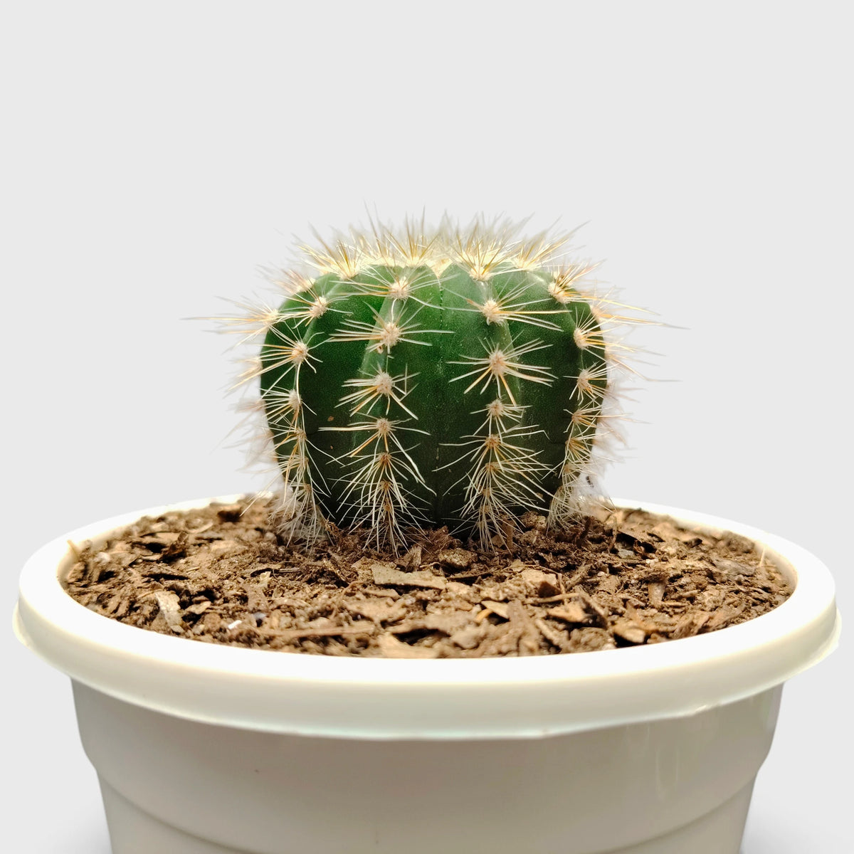 Parodia Magnifica Cactus – Mature Well-Rooted Live Plant
