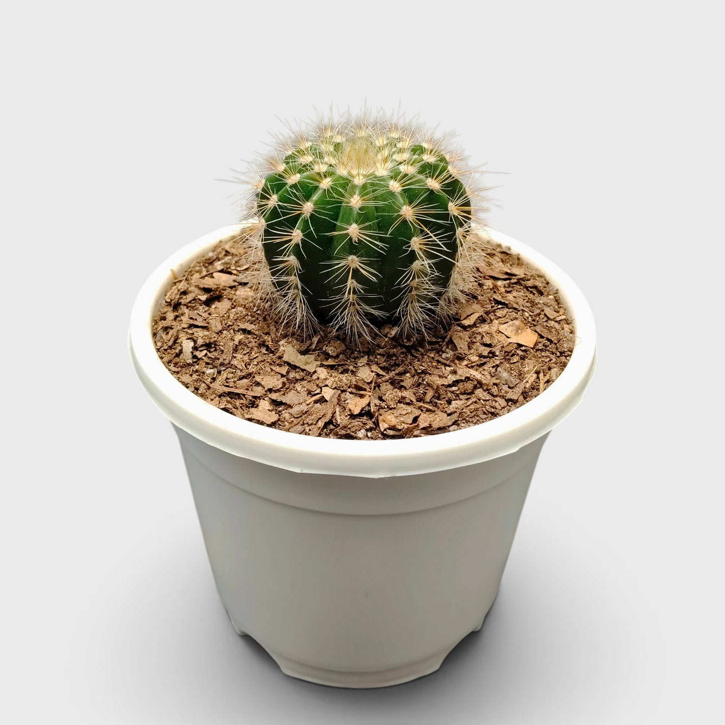 Parodia Magnifica Cactus – Mature Well-Rooted Live Plant