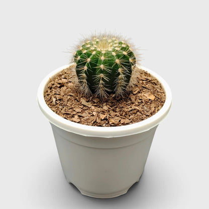 Parodia Magnifica Cactus – Mature Well-Rooted Live Plant