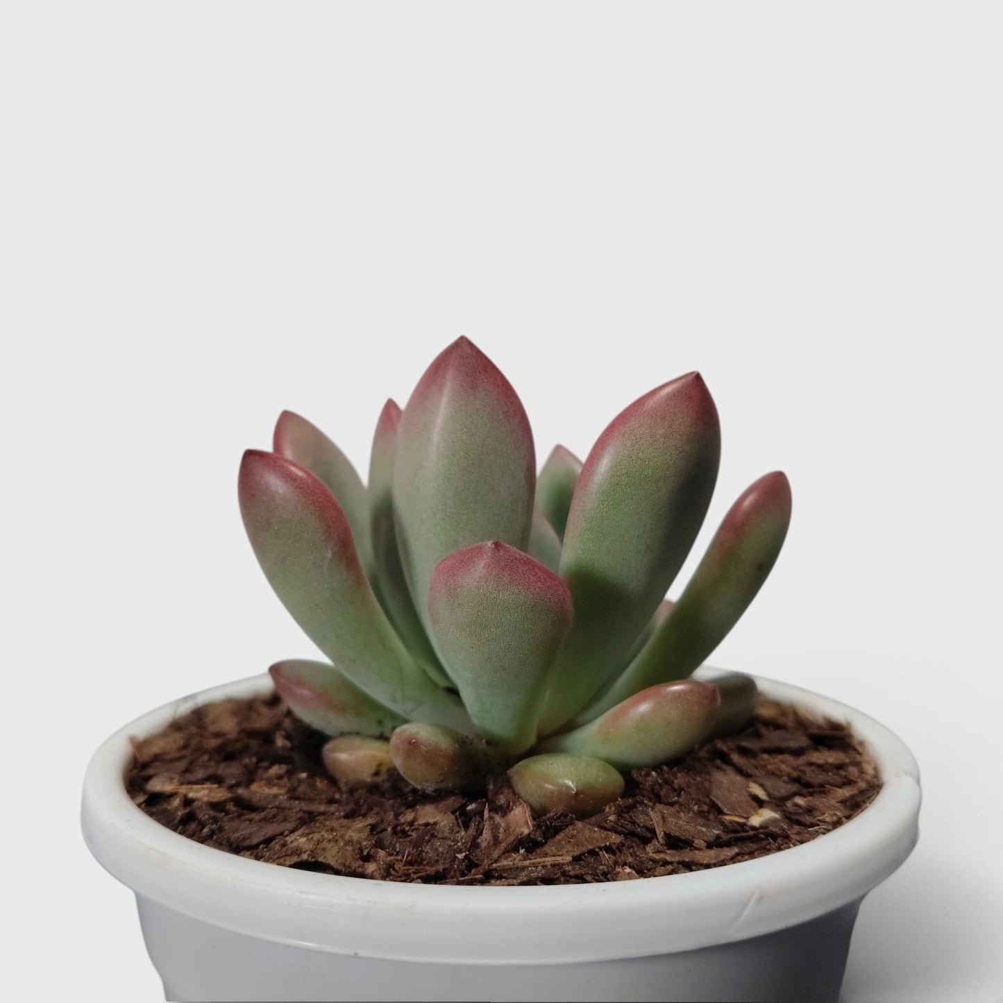 Graptoveria Torres – Rare Rosette Succulent | Compact Indoor Plant | Bare Rooted