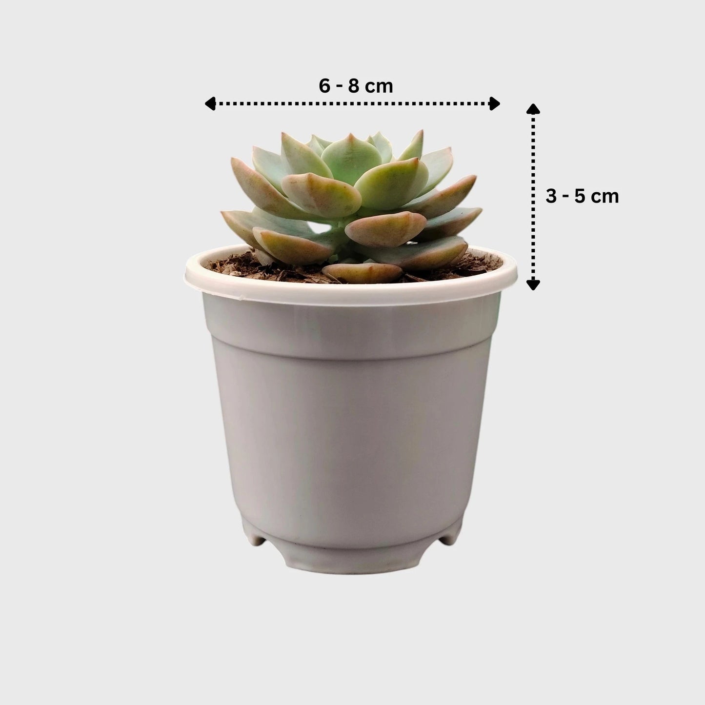 Graptoveria Titubans: Enhance Your Space with the Perfect Succulent for Home, Office, and Garden – Bare-Rooted