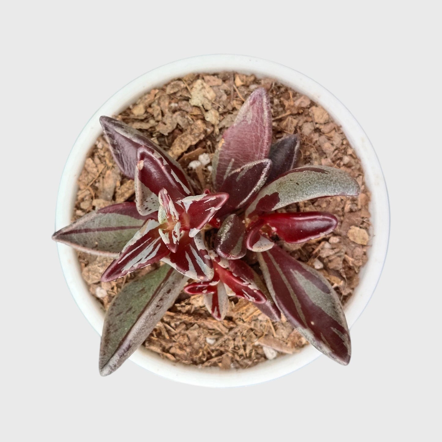 Lenophyllum Guttatum – Rare Speckled Succulent Plant with Premium Coloration | Bare Rooted