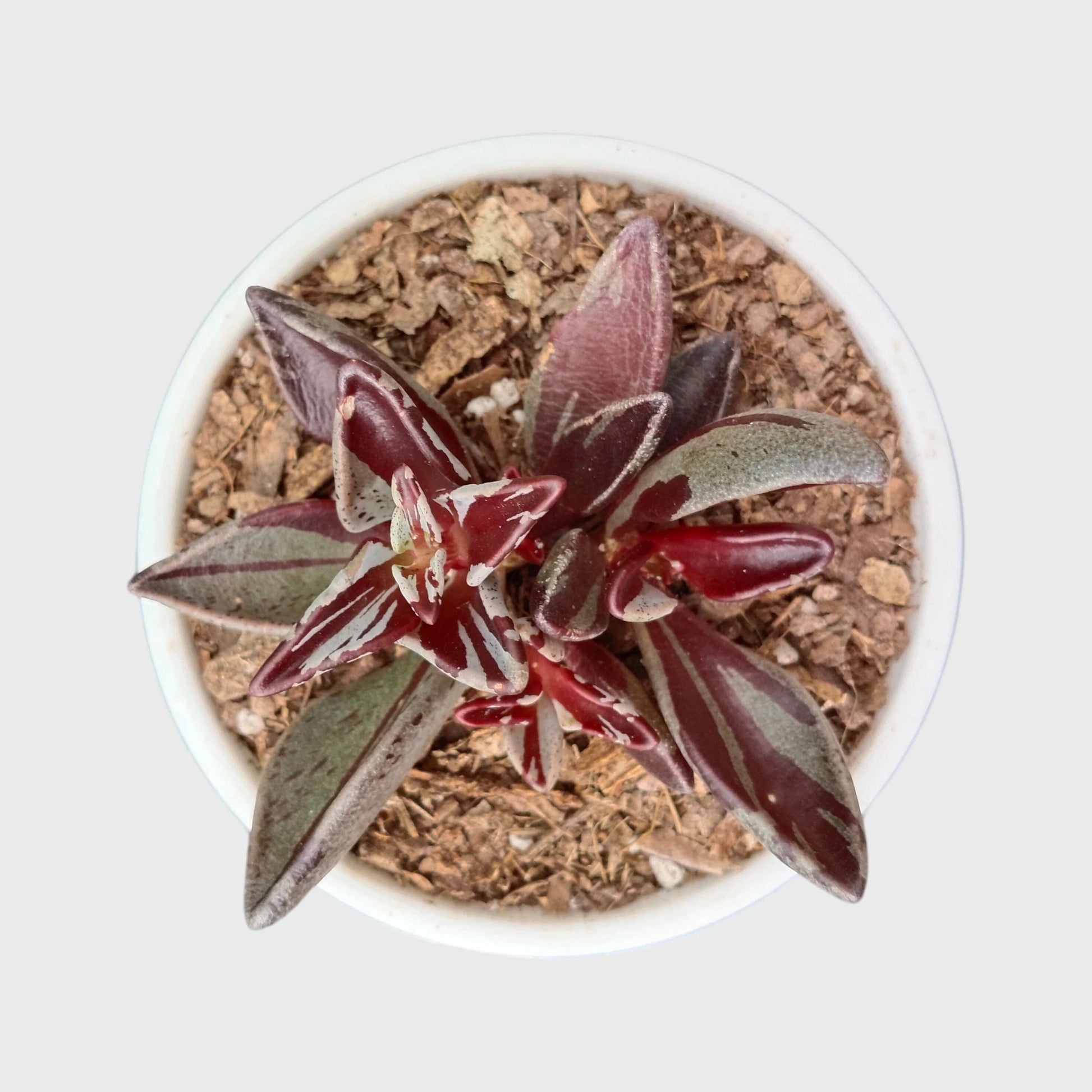 Lenophyllum Guttatum – Rare Speckled Succulent Plant with Premium Coloration | Bare Rooted