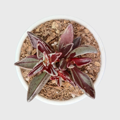 Lenophyllum Guttatum – Rare Speckled Succulent Plant with Premium Coloration | Bare Rooted