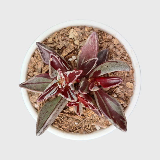 Lenophyllum Guttatum – Rare Speckled Succulent Plant with Premium Coloration | Bare Rooted