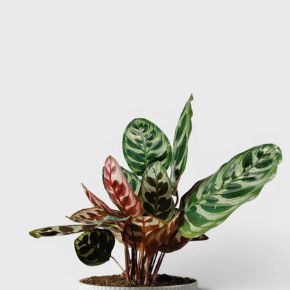 Peacock Plant – Calathea Makoyana (Cathedral Windows Plant) - Live Plant