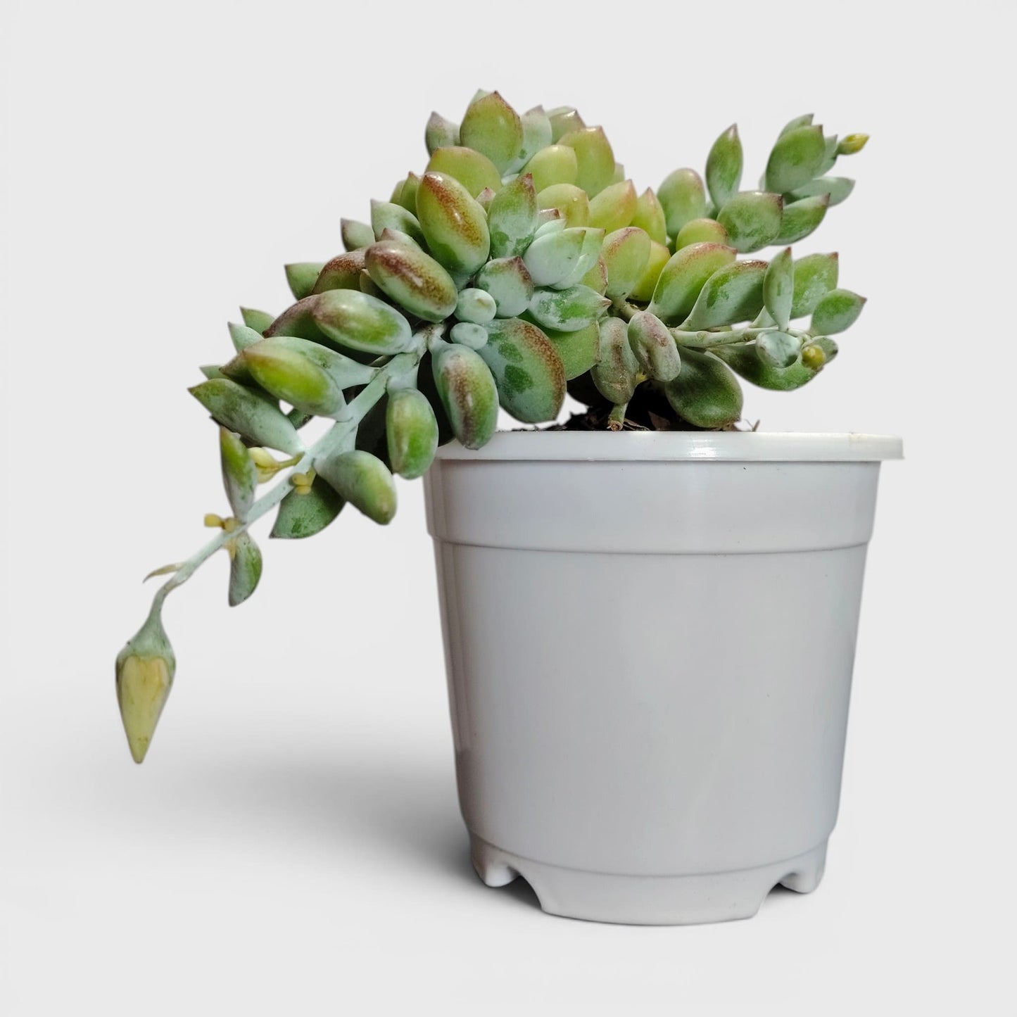 Pendant succulent with cascading stems