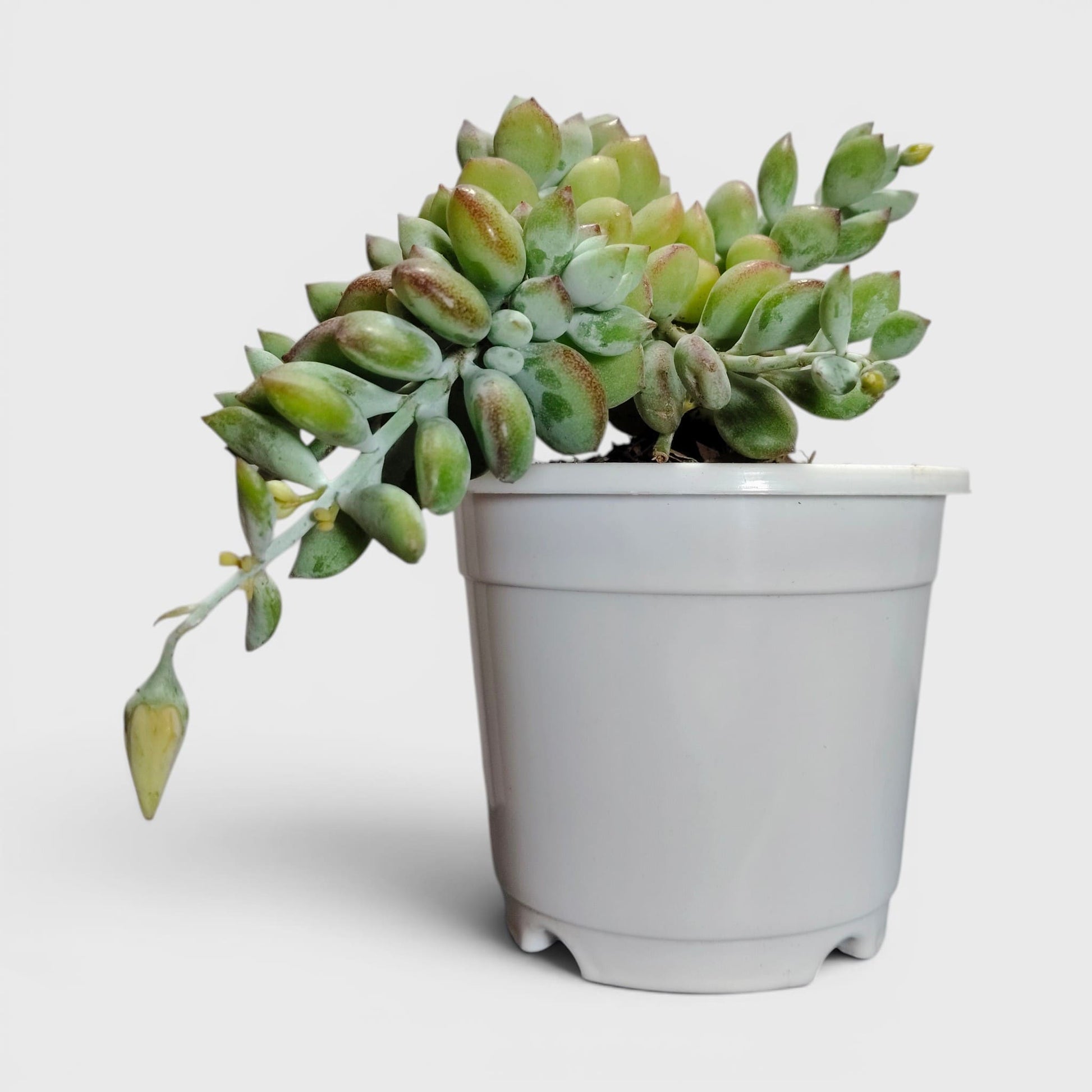 Pendant succulent with cascading stems
