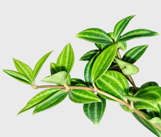 Peperomia Angulata Beetle trailing plant