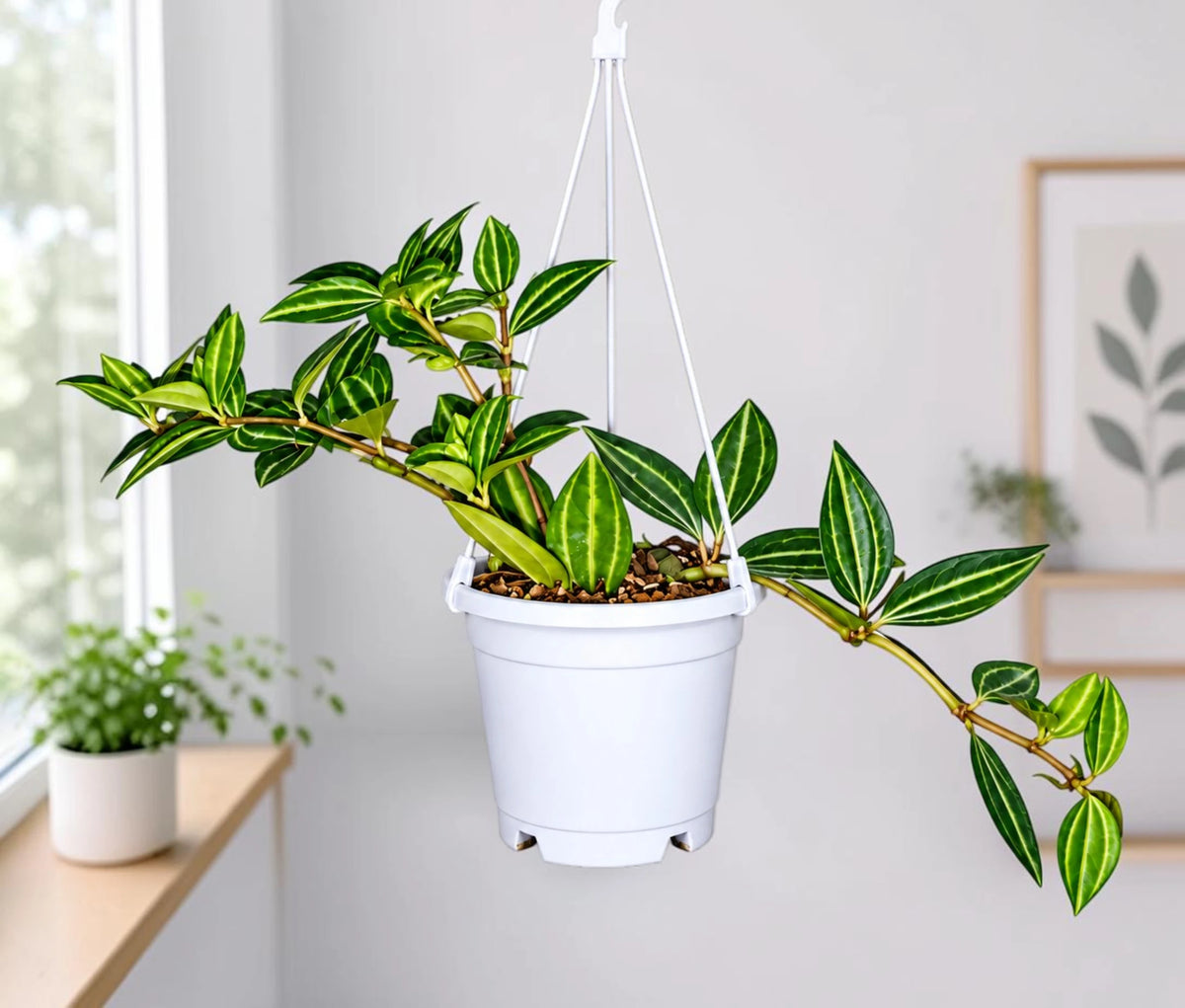 Peperomia Angulata Beetle plant with striped green foliage