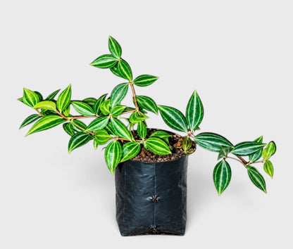 Peperomia Angulata in black grower's bag