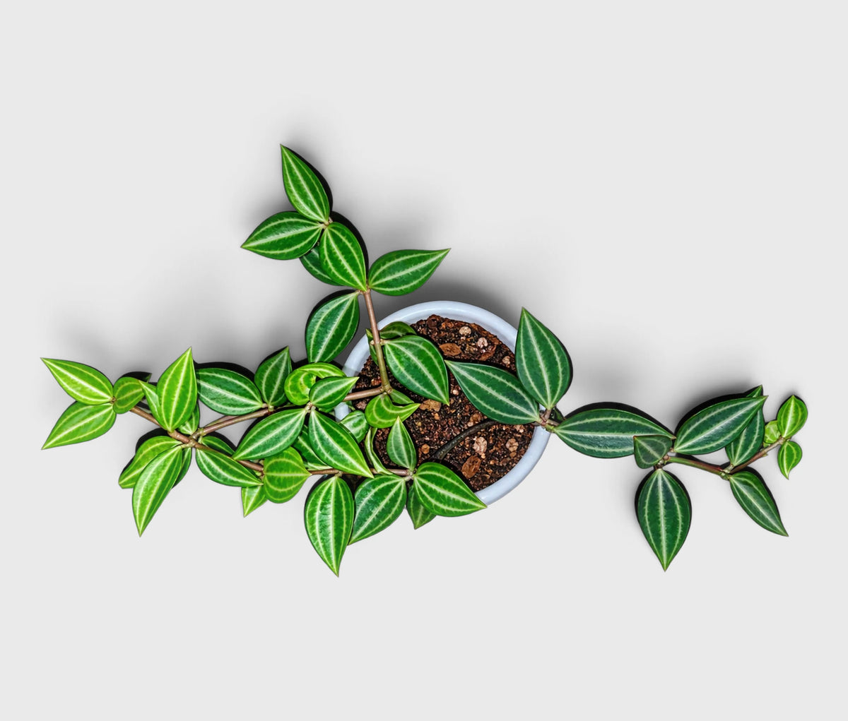 Peperomia Angulata hanging trailing plant