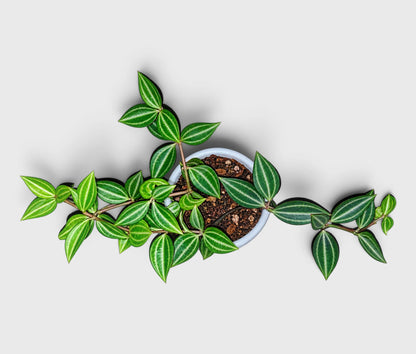Peperomia Angulata hanging trailing plant