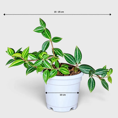 Peperomia Angulata Beetle trailing plant size