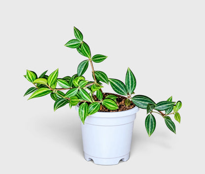 Peperomia Angulata Beetle in white pot