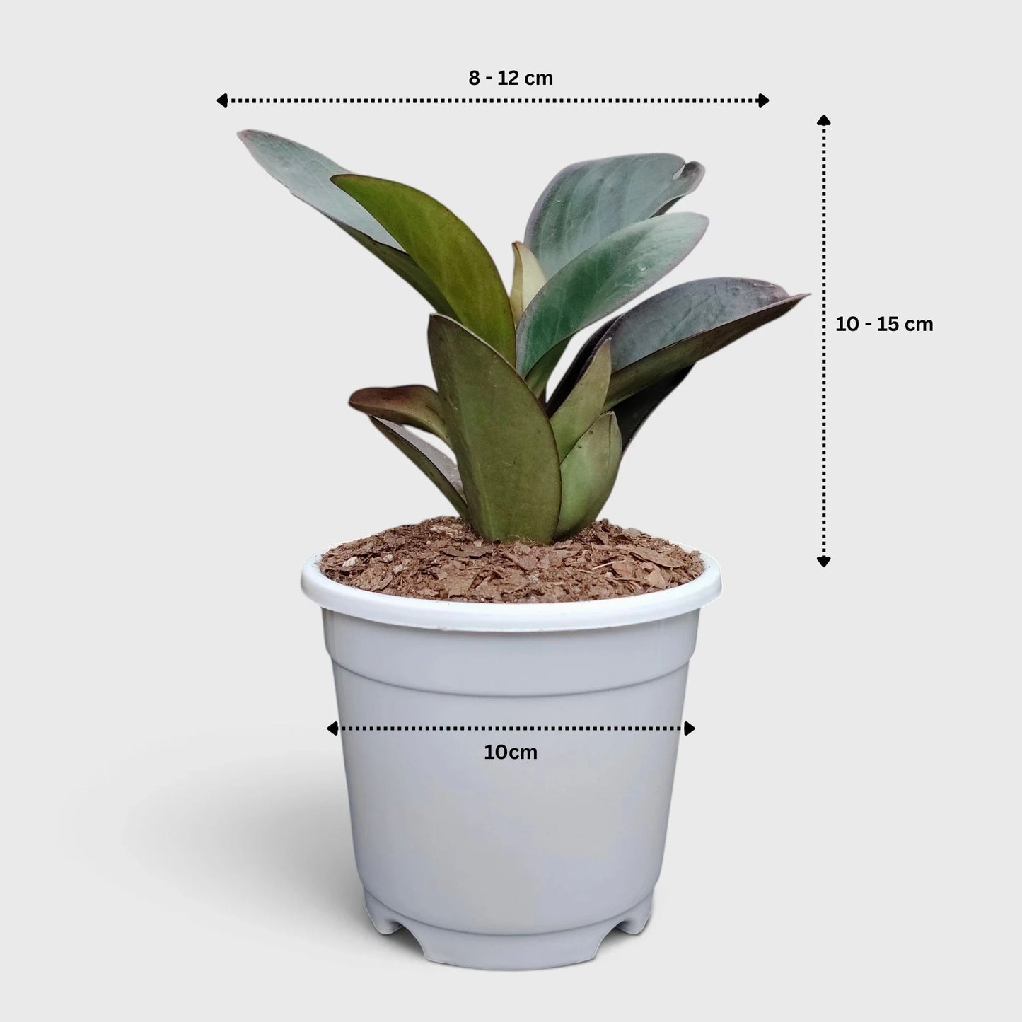 Peperomia Black Knight – Dark Green Baby Rubber Plant