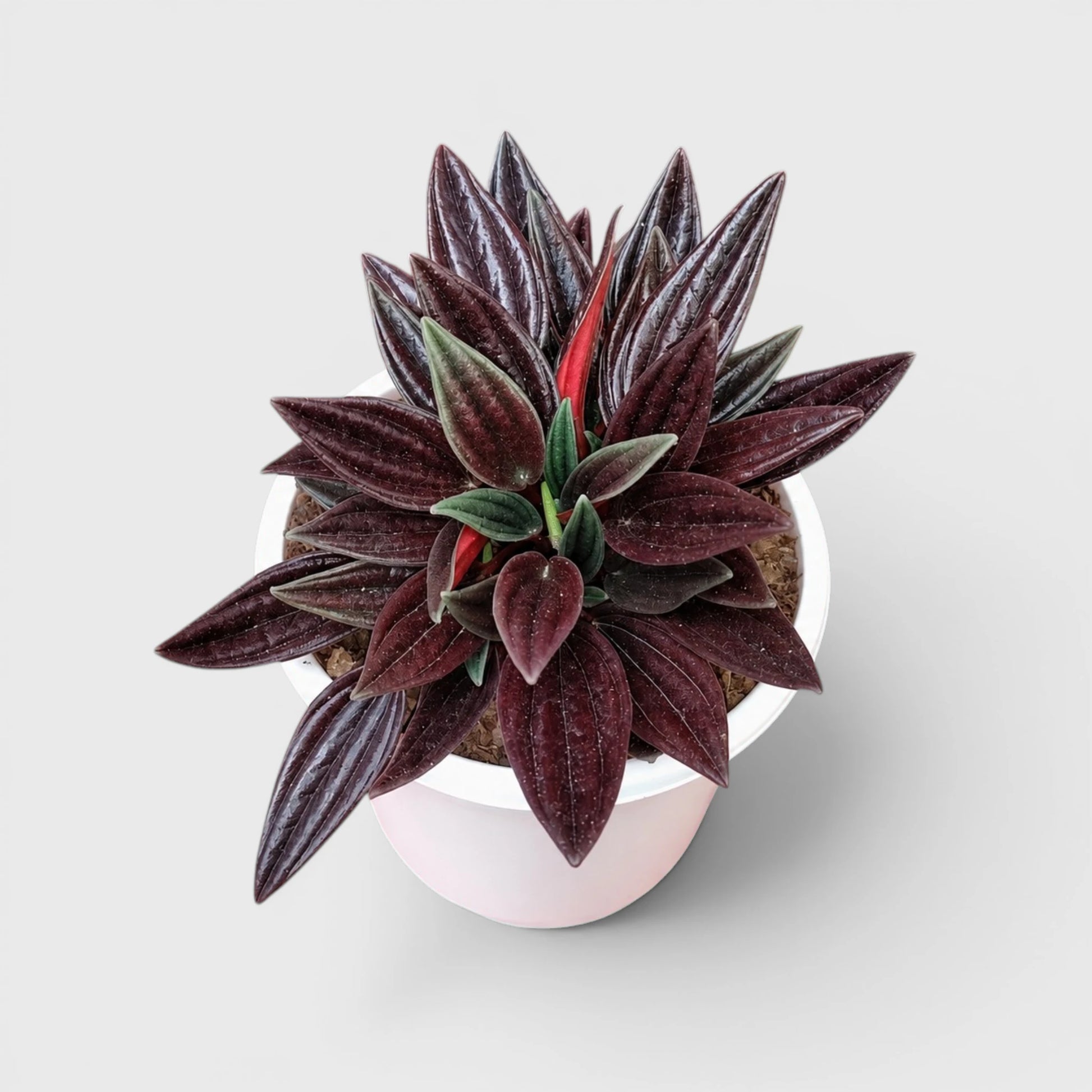 Peperomia Tanaman (Peperomia Caperata Red Rosso) Well Rooted Mature Indoor Plant